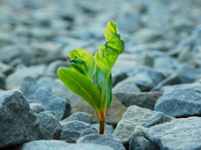 Overcoming Adversity